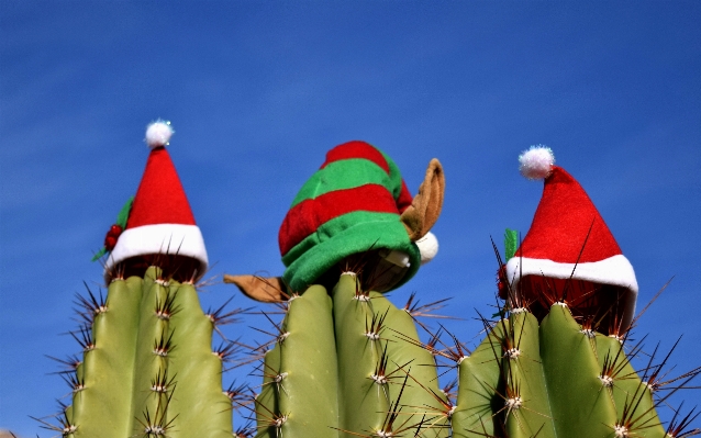 Foto Cactus
 pianta fiore celebrazione