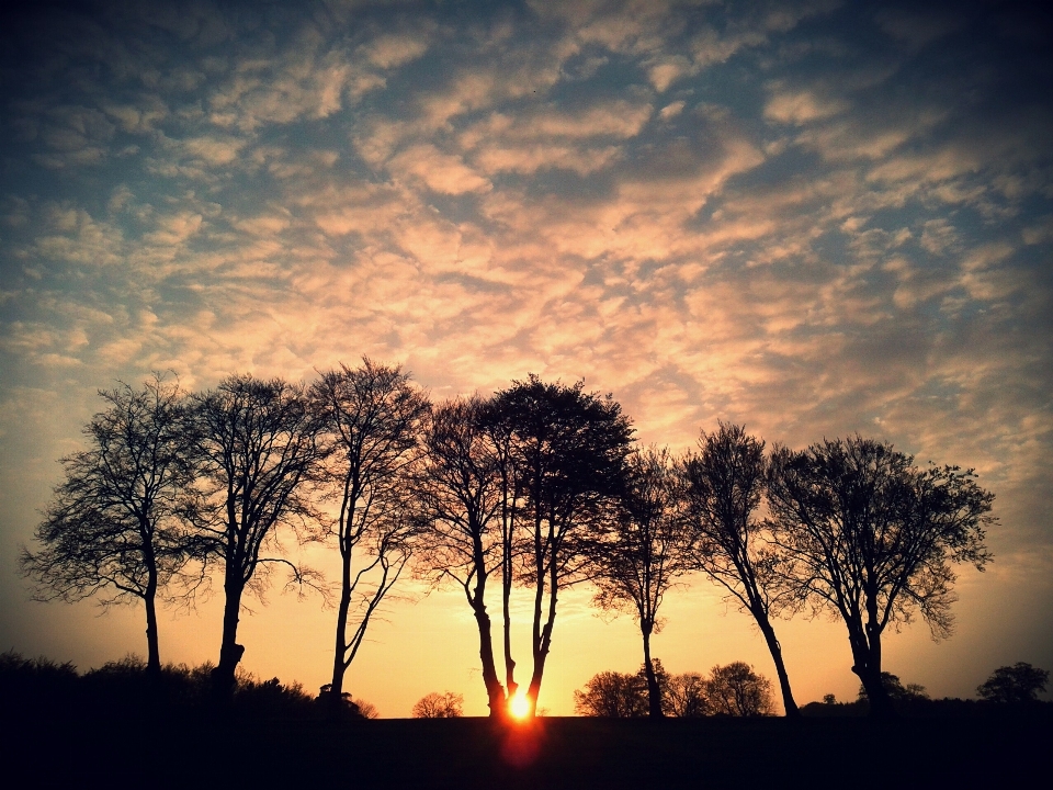 Arbre nature horizon silhouette