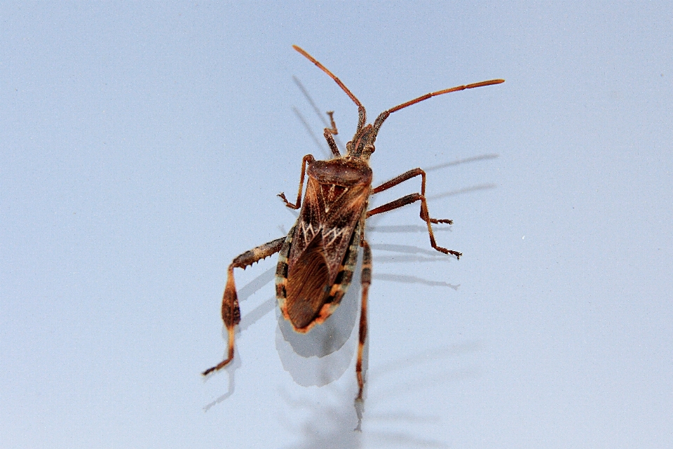 Nature animal insecte macro