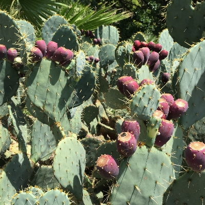 Foto Espinhoso
 cacto
 plantar flor