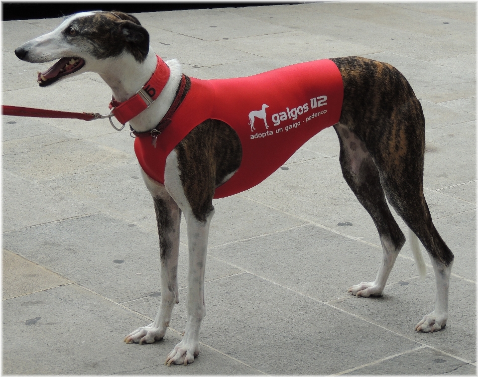 Cachorro mamífero cão de caça esportes