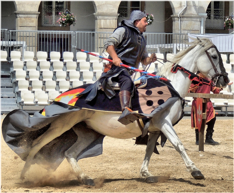 Pferd hengst sport jockey