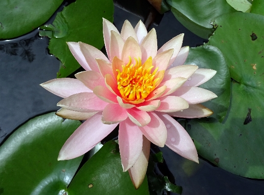 Water nature blossom plant Photo