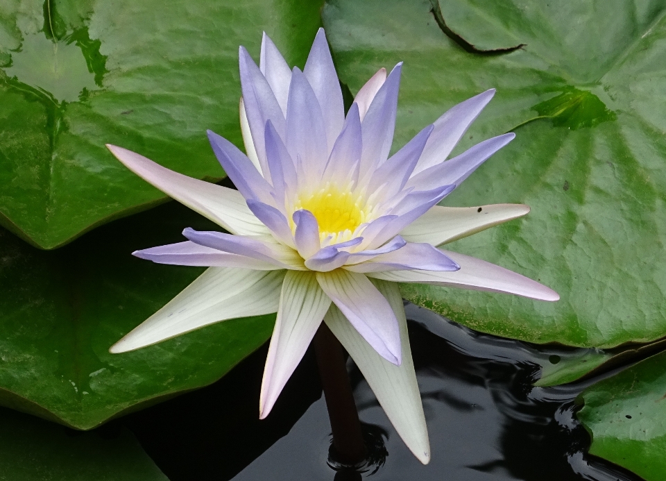 Water nature blossom plant