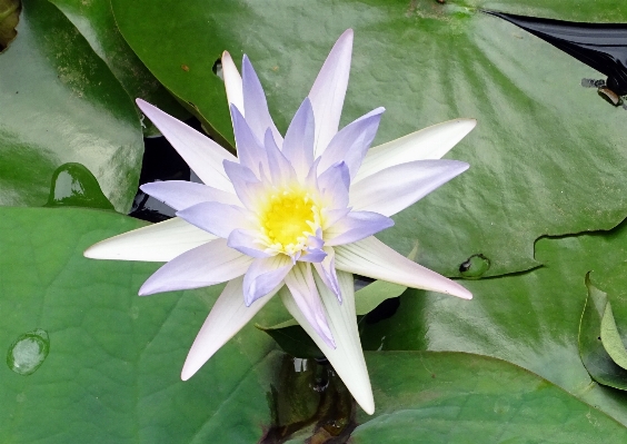 水 自然 花 植物 写真