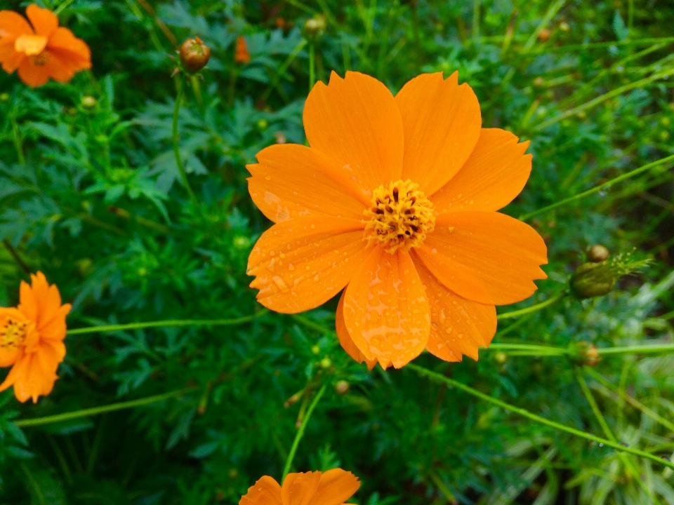 Nature usine prairie
 fleur