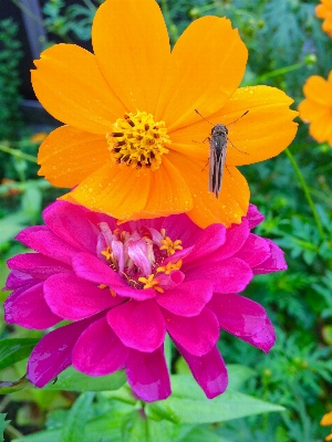 Plant leaf flower petal Photo