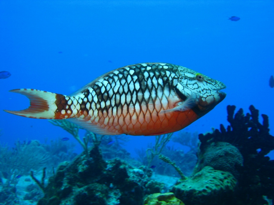 Mar agua naturaleza océano