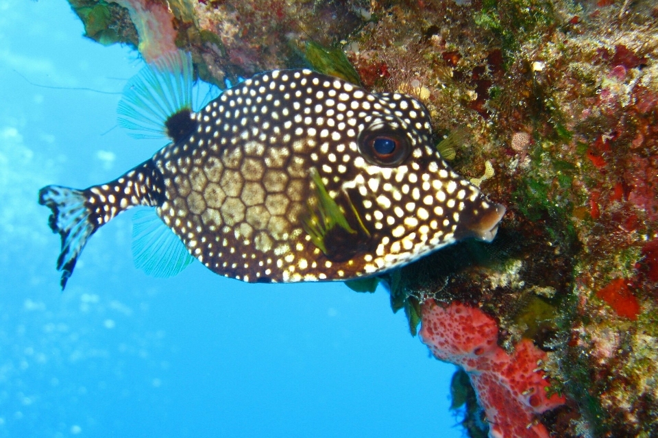 Mar agua naturaleza océano