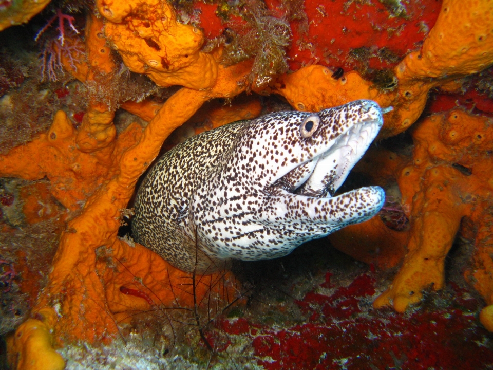 Mare acqua natura oceano