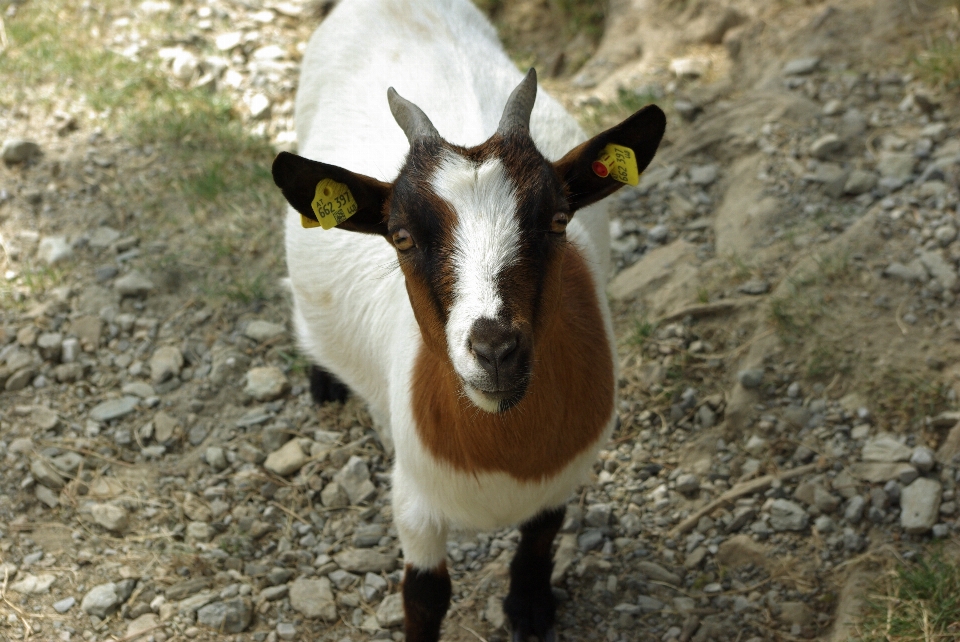 Kid animal cute goat