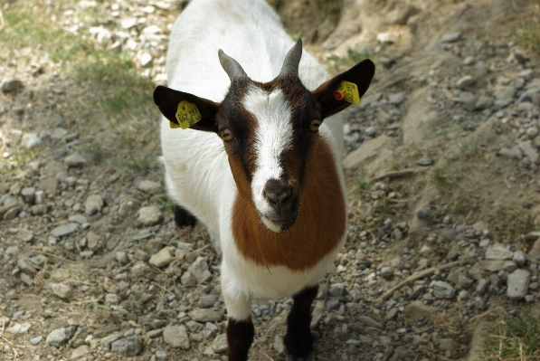 Kid animal cute goat Photo