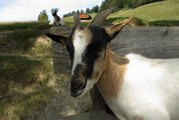 Kid animal cute goat Photo