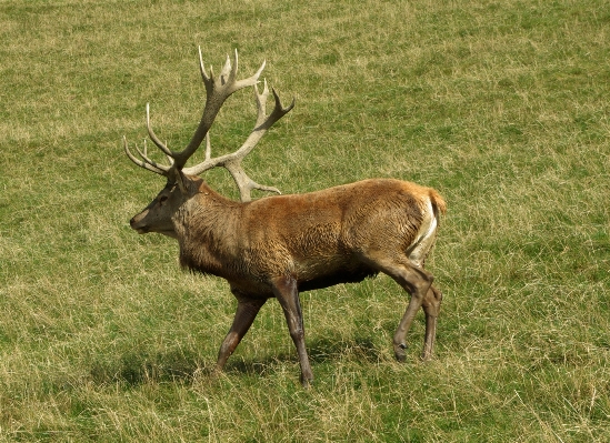 Nature wildlife wild deer Photo