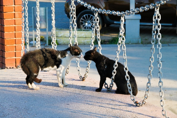 Foto Alam hitam dan putih
 jalan anak anjing