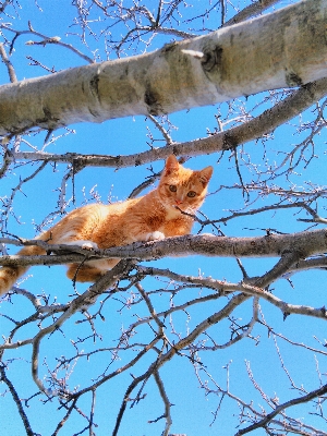 Photo Arbre bifurquer jouer animal