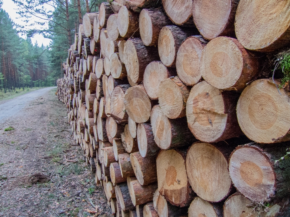 Albero foresta pianta legna