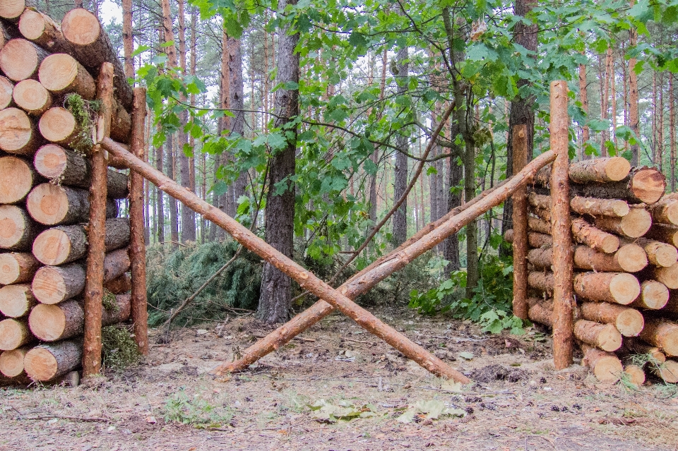 Albero foresta legna tronco