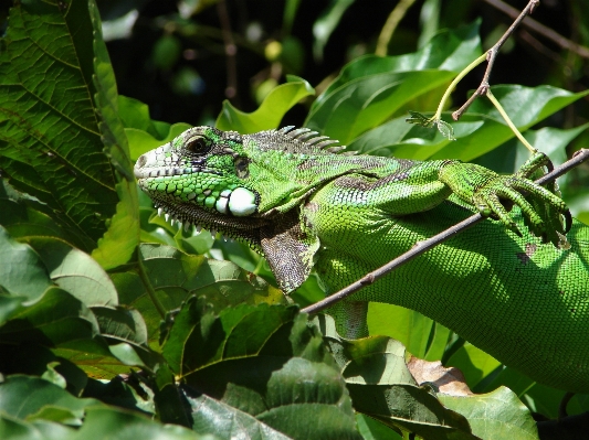 Nature animal wildlife green Photo