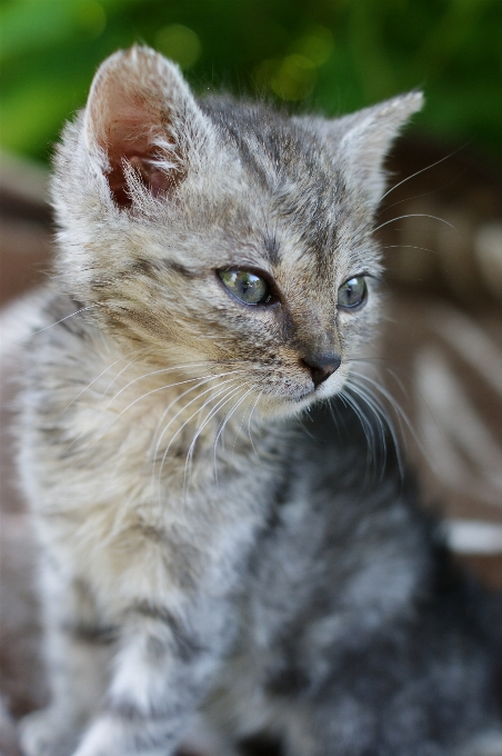 草 宠物 毛皮 小猫