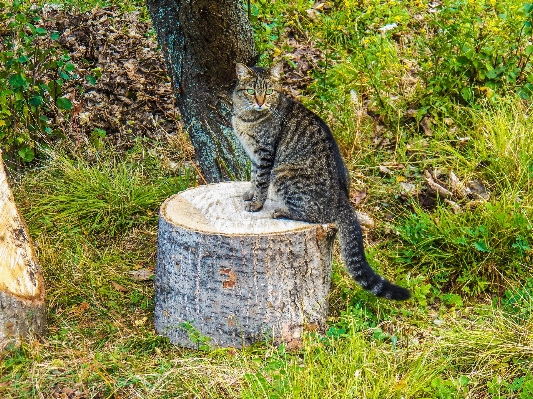 Foto Erba all'aperto posti a sedere
 animali selvatici