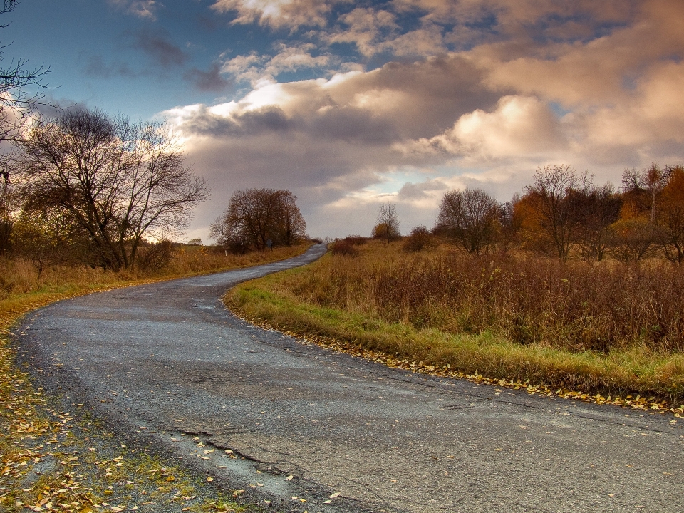 Paysage arbre nature chemin