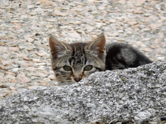 Foto Animal animais selvagens gatinho gato