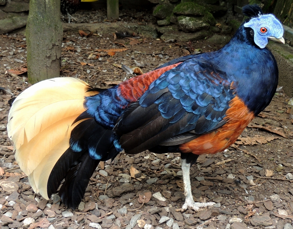 自然 鳥 ヨーロッパ 動物園