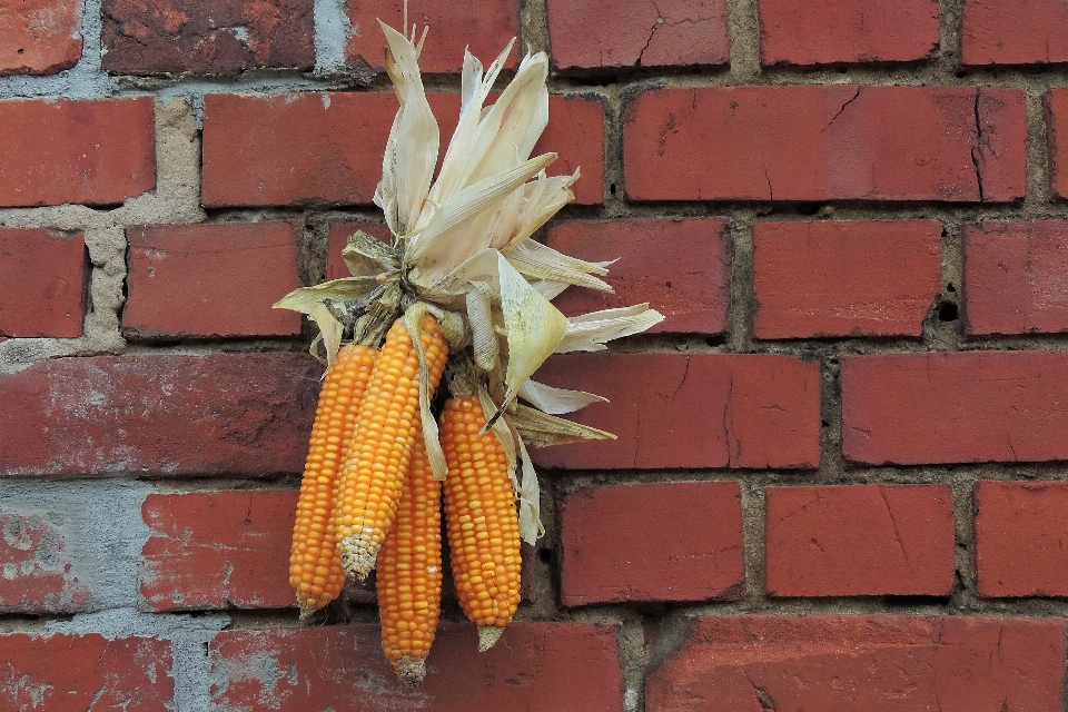 Planta hoja flor muro