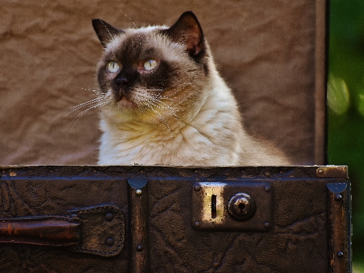 Foto Pelle antico gattino gatto