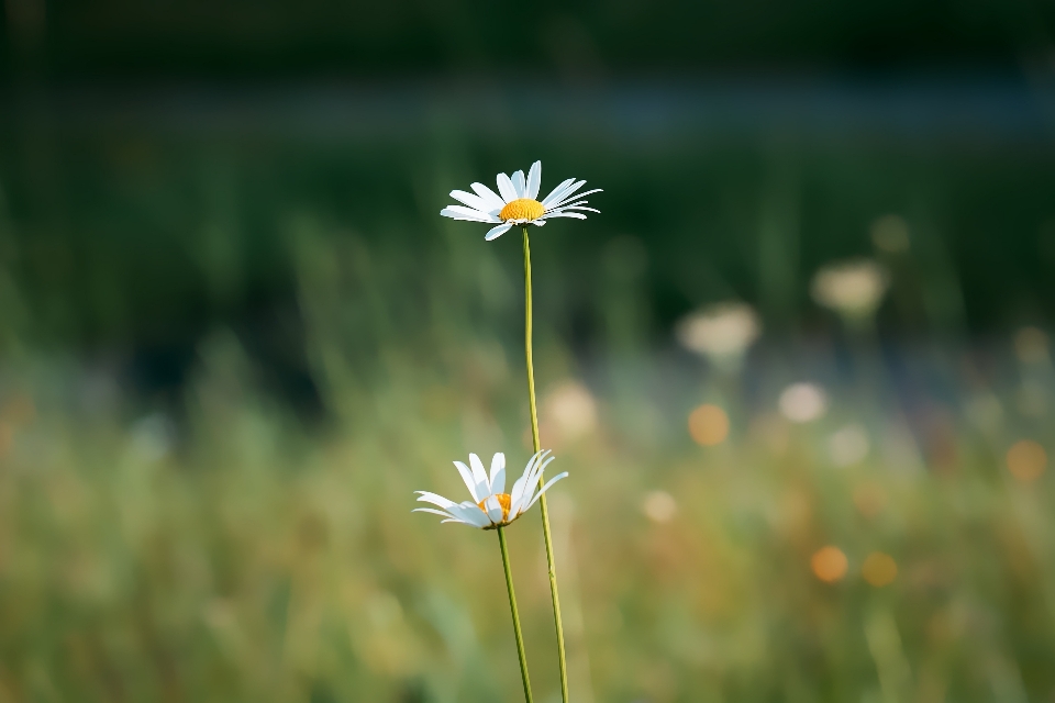 Nature grass blossom plant