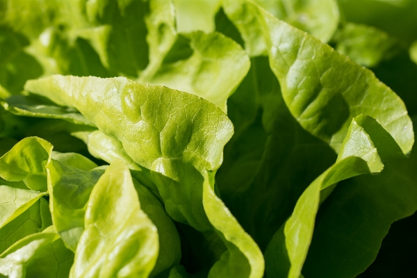 Plant leaf flower food Photo