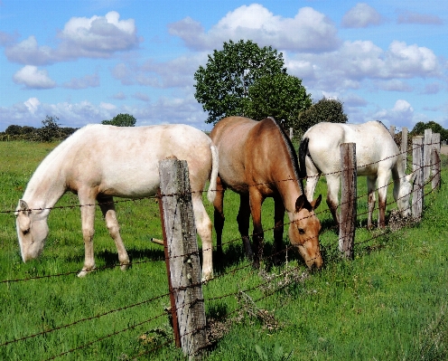 Nature grass field farm Photo