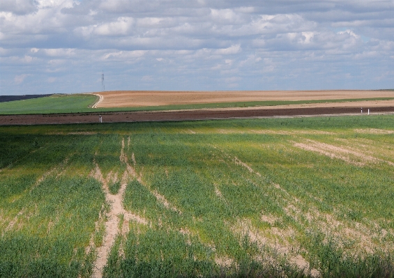 Landscape grass horizon marsh Photo