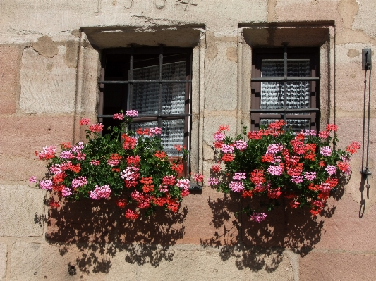 Architecture plant flower window Photo