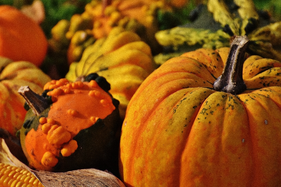 Nature decoration food harvest