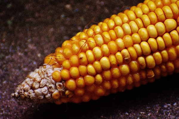 Nature dish food produce Photo