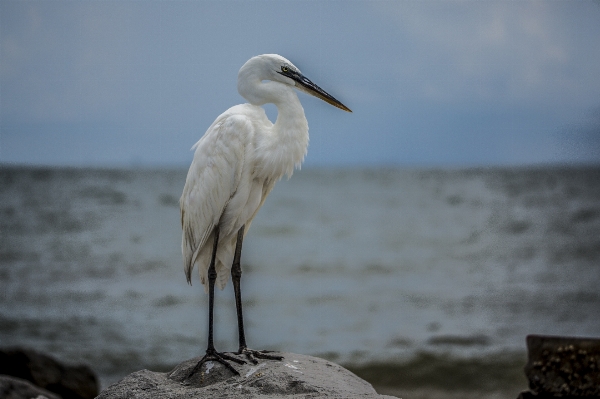 Beach sea bird wildlife Photo