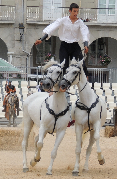 L'europe  cheval étalon médiéval