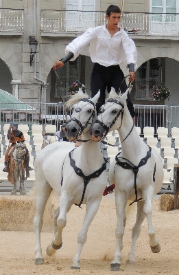 ヨーロッパ 馬 種牡馬 中世 写真