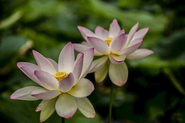 Water blossom plant flower Photo