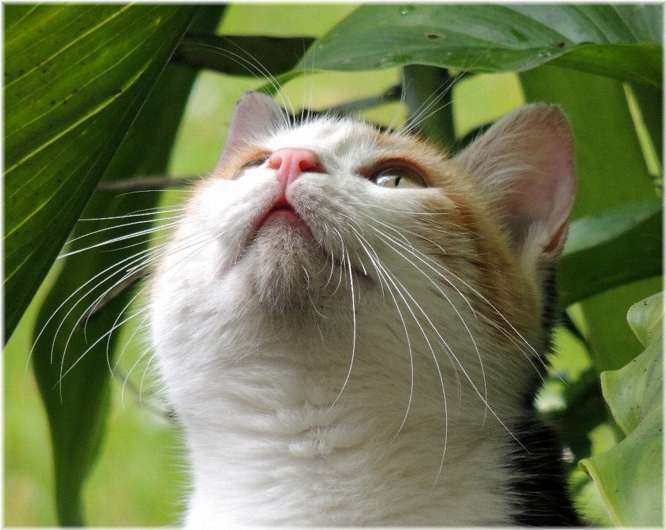 L'europe  chaton chat mammifère