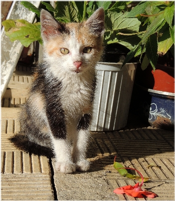 ヨーロッパ 子猫 猫 哺乳類 写真