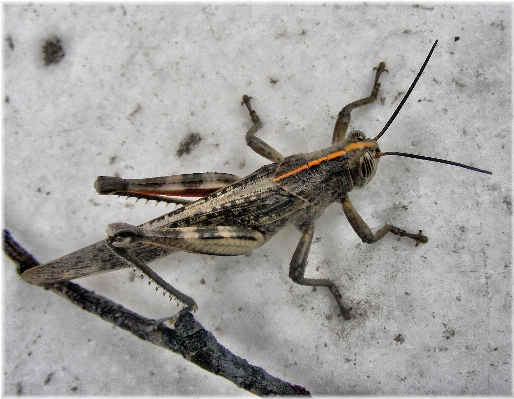 Photo Nature l'europe  insecte macro