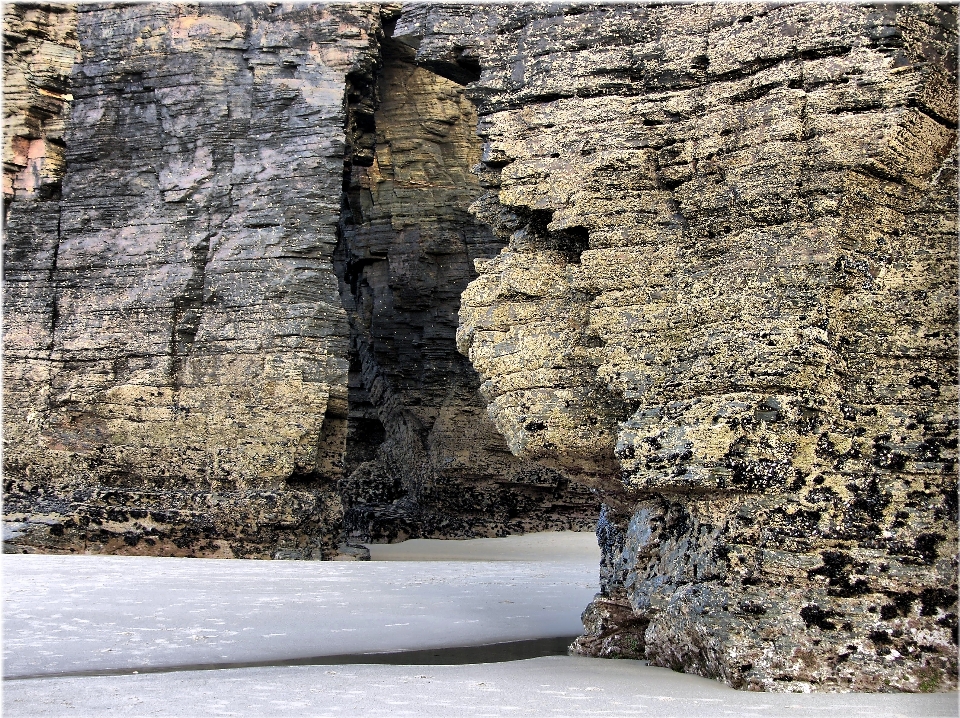 Plaża drzewo natura rock