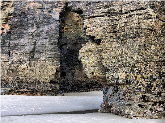 Beach tree nature rock Photo