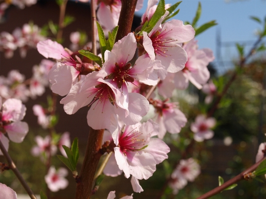 Tree nature branch blossom Photo