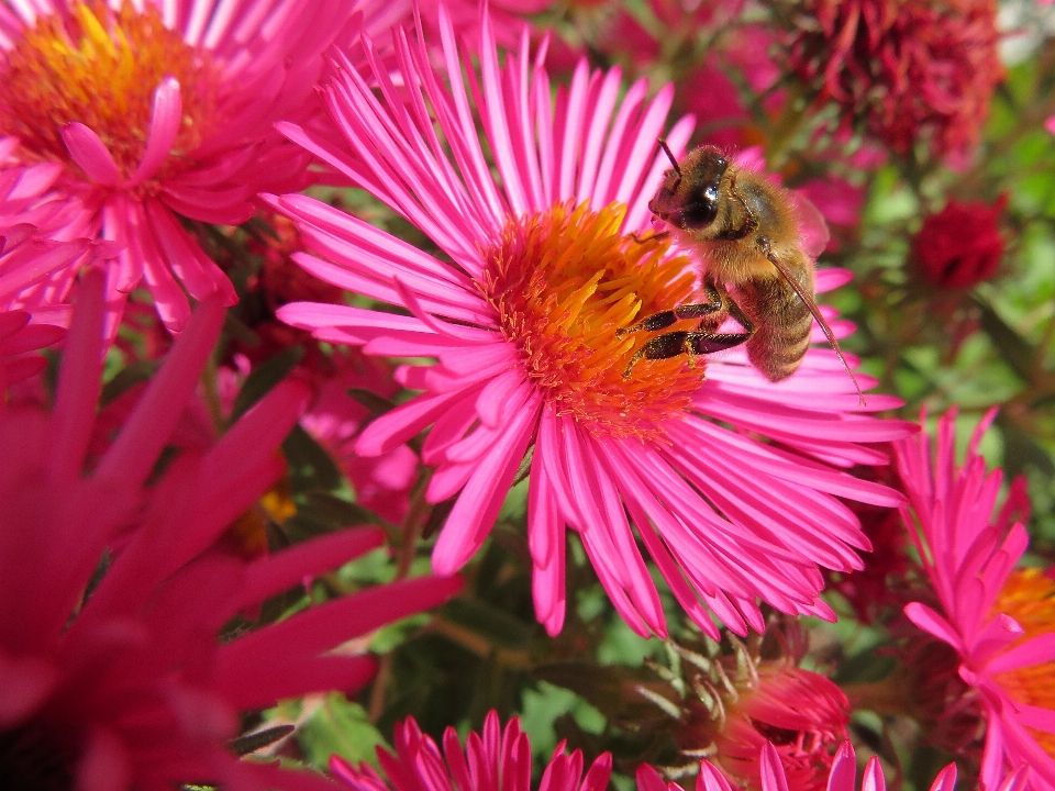 Nature fleurir usine fleur