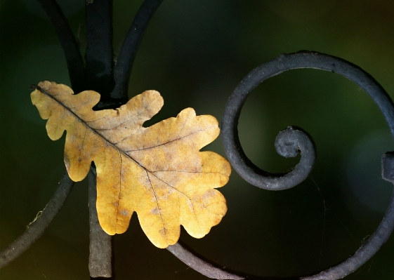 Foto Albero natura ramo recinzione