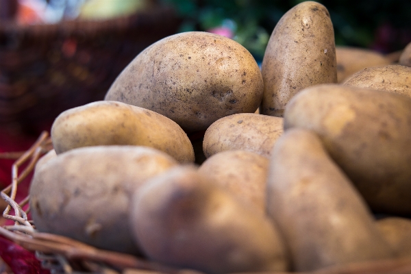 植物 食べ物 収穫 生産 写真